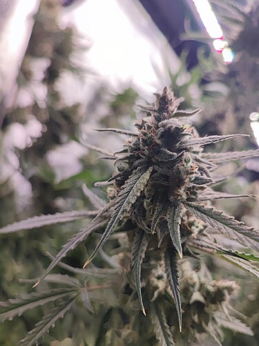 Growreport Bild 4