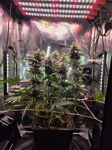 Eine blühende Cap Junky Cannabispflanze in einem Growzelt unter LED-Beleuchtung.