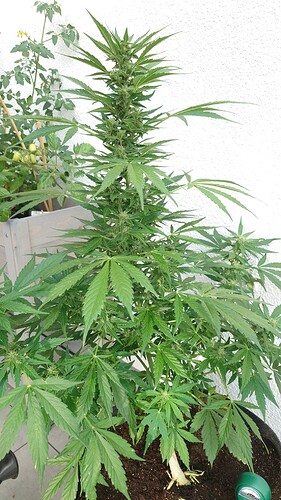 Growreport Bild 8
