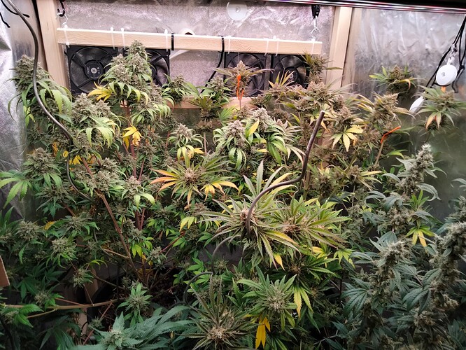Growreport Bild 1