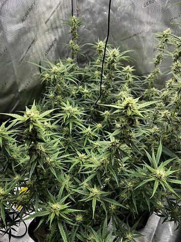 Growreport Bild 2