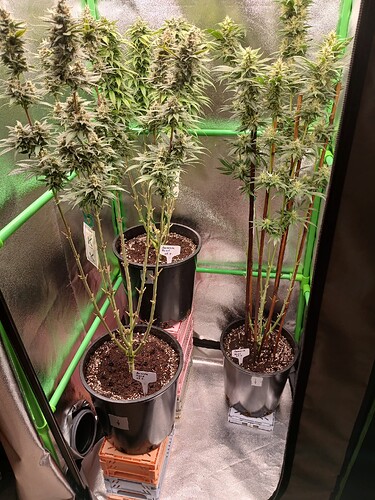Growreport Bild 21