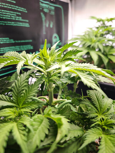 Growreport Bild 33