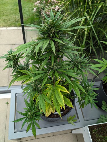 PXL_20240614_080342947