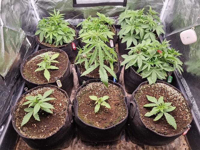 Mehrere junge Cannabispflanzen in Stofftöpfen, einige sind noch sehr klein, andere zeigen bereits deutliches Wachstum.