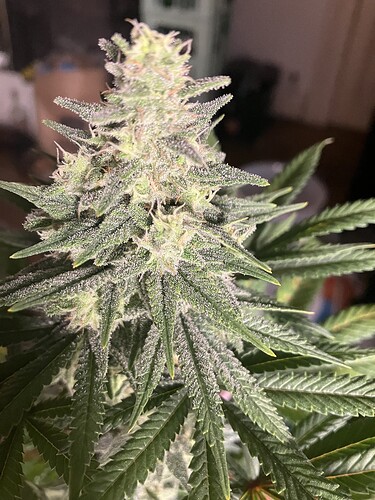 Growreport Bild 8