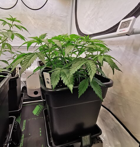 Growreport Bild 13
