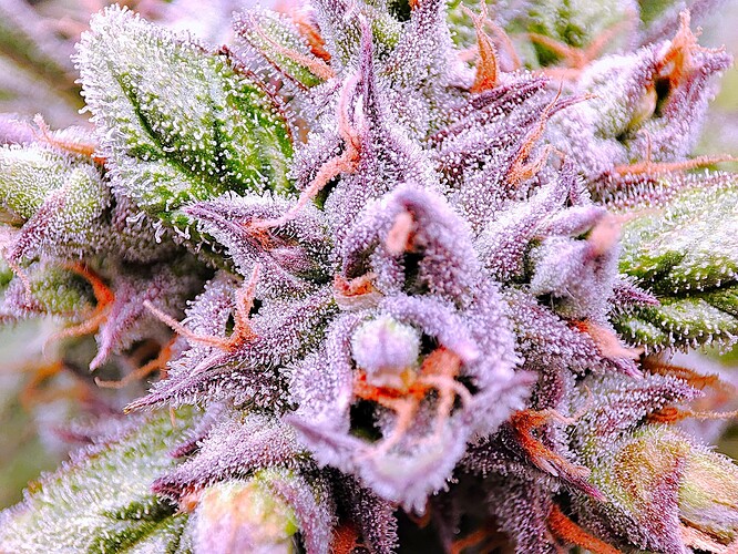 Growreport Bild 41