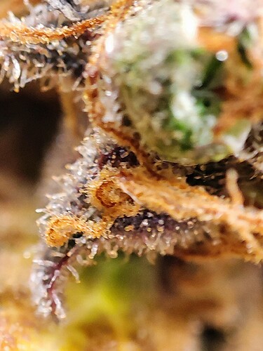Growreport Bild 114