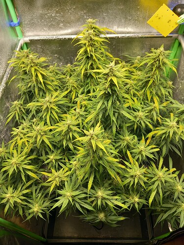 Growreport Bild 4