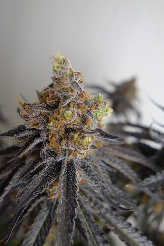 Growreport Bild 8