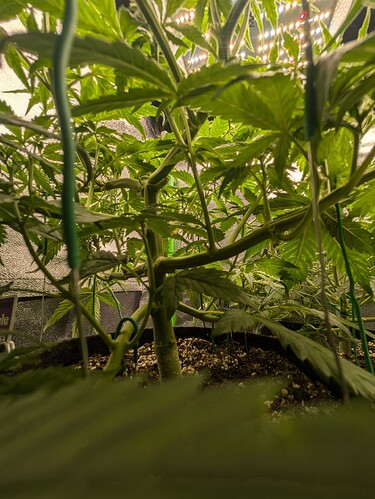 Growreport Bild 40