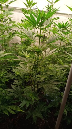 Growreport Bild 17
