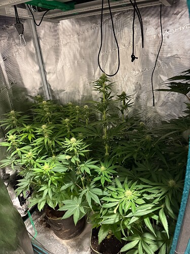 Growreport Bild 5