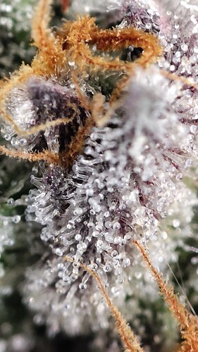 Growreport Bild 8