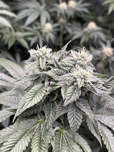 Growreport Bild 24