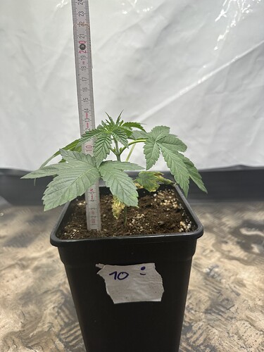 Growreport Bild 20