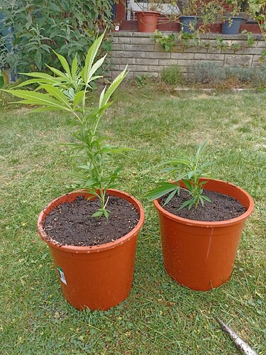 Growreport Bild 4