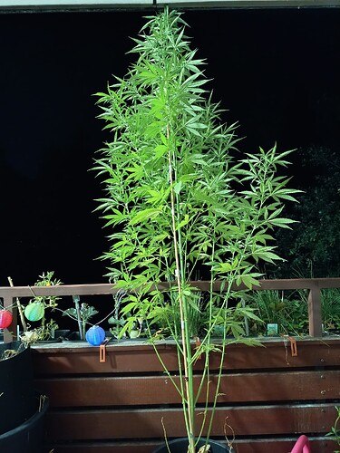 Growreport Bild 1