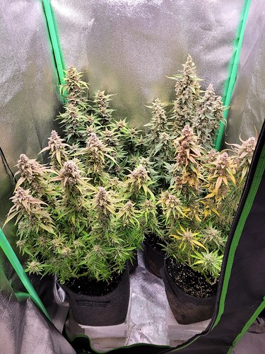 Growreport Bild 2