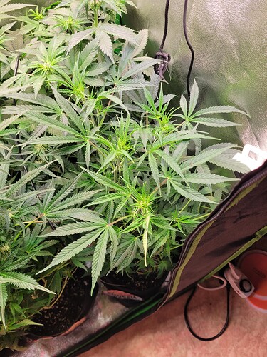Growreport Bild 6