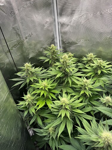 Growreport Bild 1
