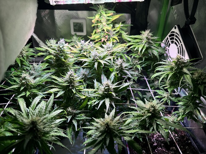 Growreport Bild 1