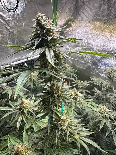 Growreport Bild 9