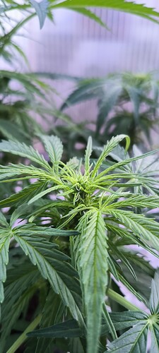 Growreport Bild 3