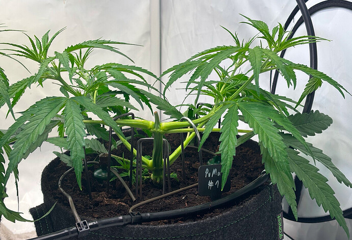 Growreport Bild 5