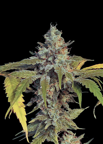 amnesia