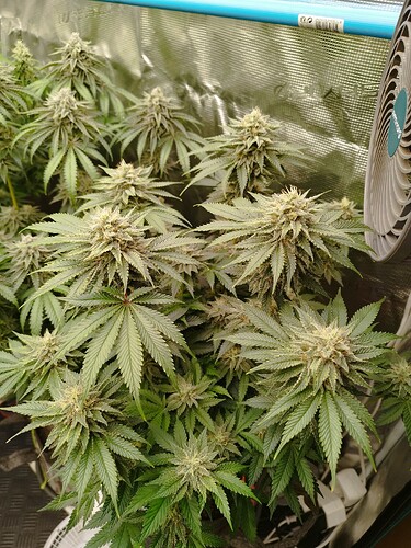 Growreport Bild 8