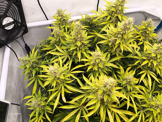 Growreport Bild 1