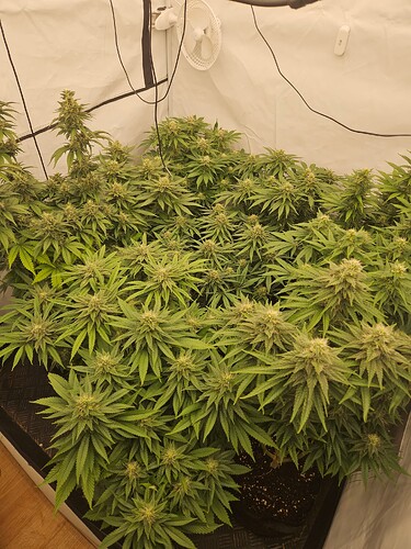 Growreport Bild 16
