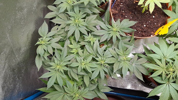 Growreport Bild 9