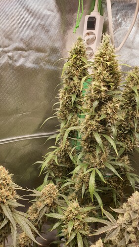 Growreport Bild 5