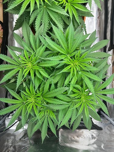 Growreport Bild 21