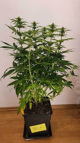Growreport Bild 22