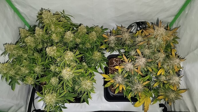 Zwei Cannabis-Pflanzen in einer Growbox kurz vor der Ernte. Links eine Bruce Banner, rechts eine Mandarine XL.