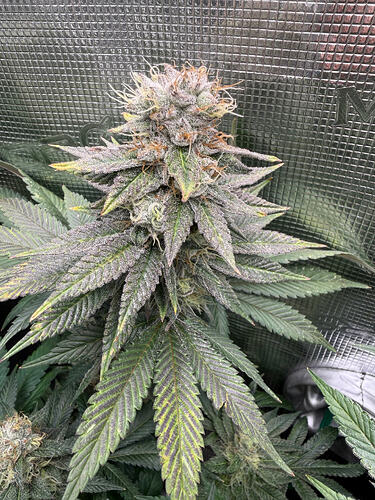Growreport Bild 22