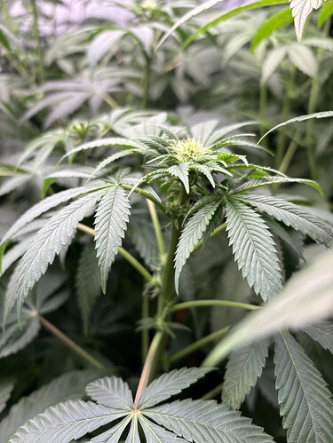 Growreport Bild 38