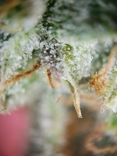 Growreport Bild 4
