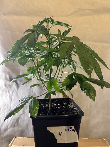 Growreport Bild 12