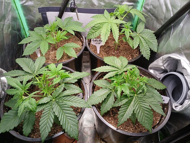 Growreport Bild 3