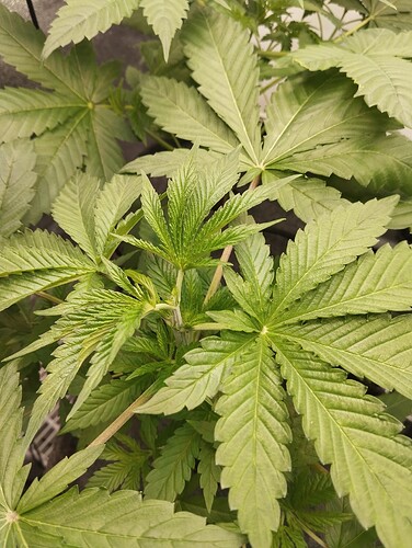 Growreport Bild 5