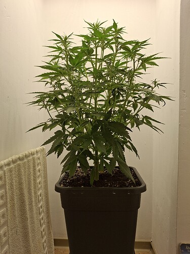 Growreport Bild 89