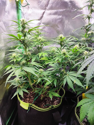 Growreport Bild 3