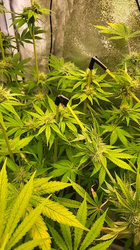 Growreport Bild 3