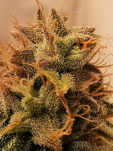 Growreport Bild 5