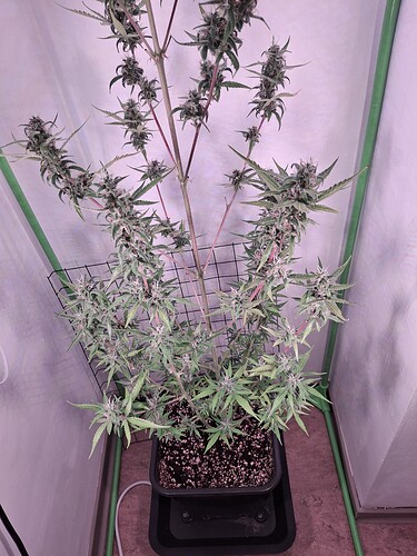 Growreport Bild 232